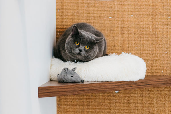 construction de l'hotel Berlioz, un hotel pour chart à Paris : chat dans la playroom