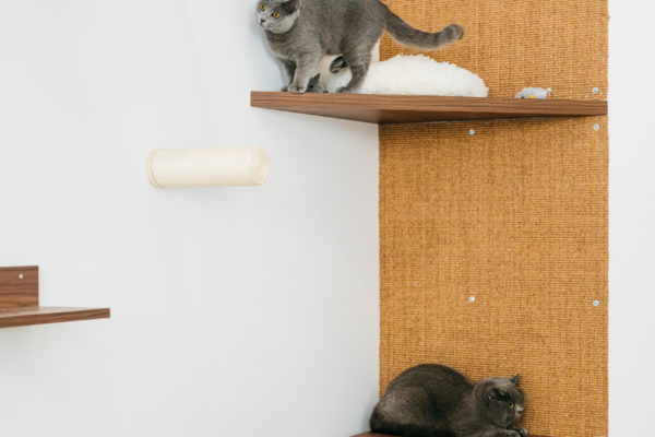 construction de l'hotel Berlioz, un hotel pour chart à Paris : chats dans la playroom