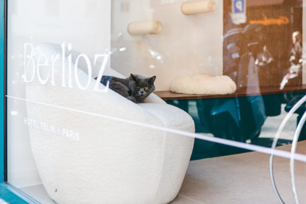 chat vitrine hotel berlioz