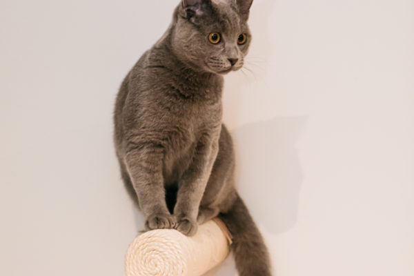 Chat installé dans la playroom